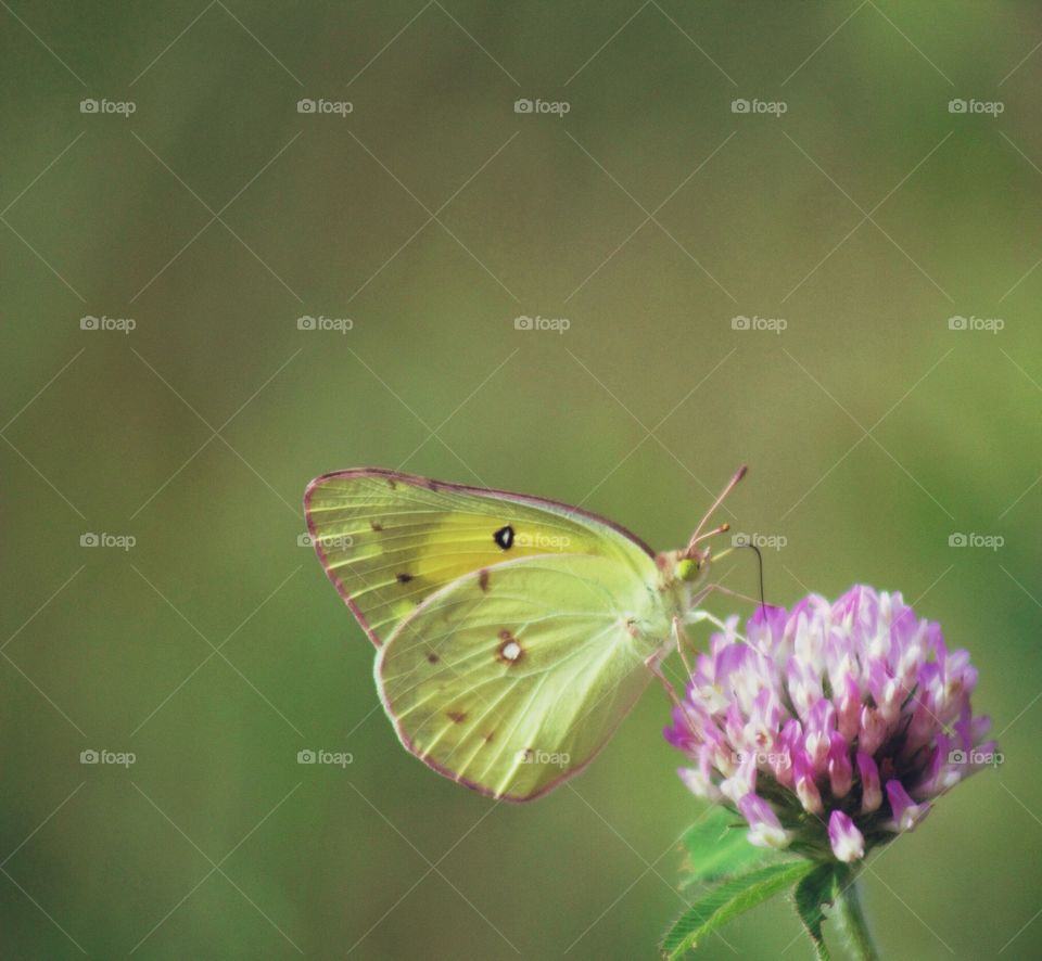 Butterflies Fly Away - yellow butterfly on red clover blossom 