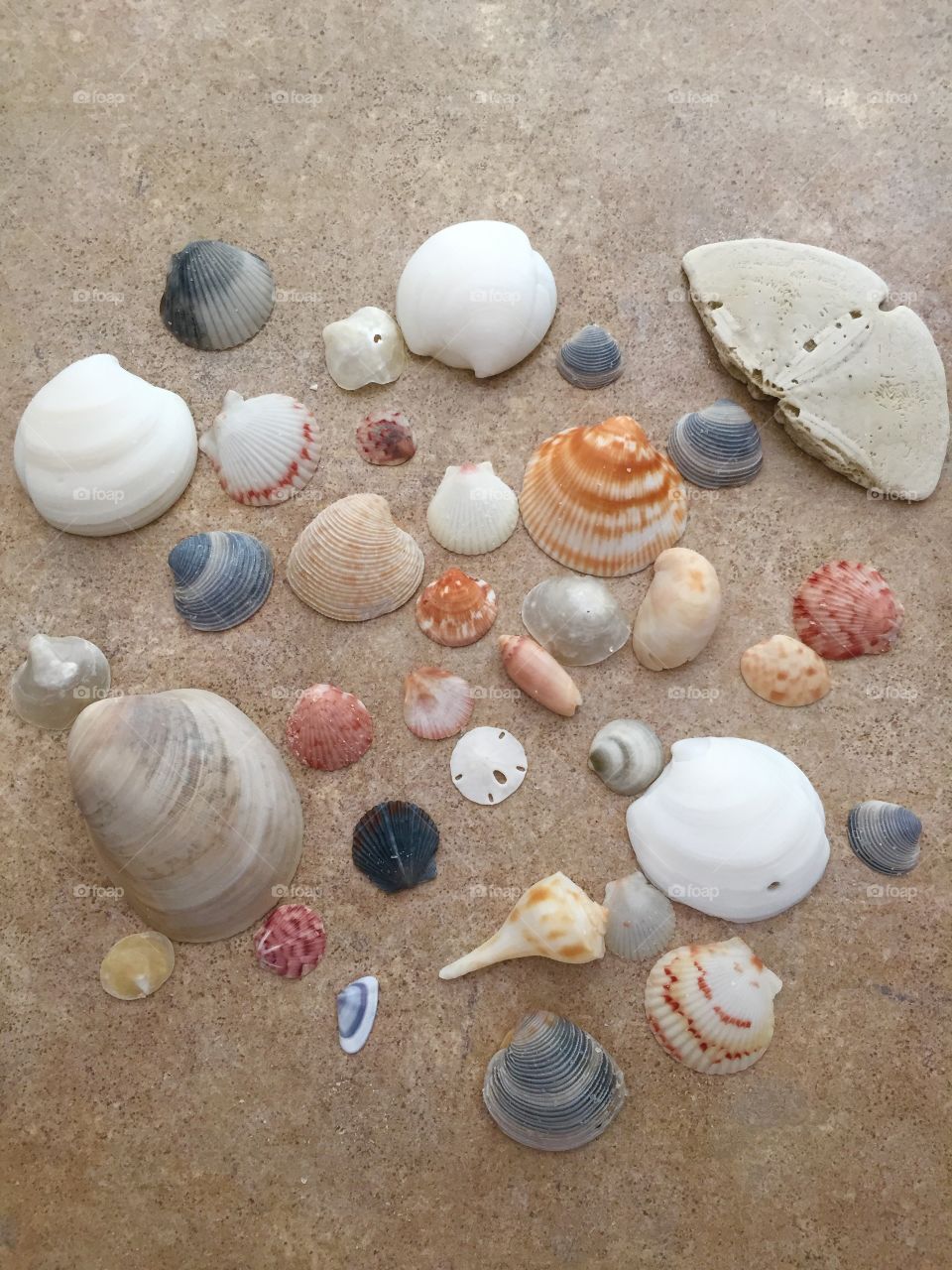 Shells