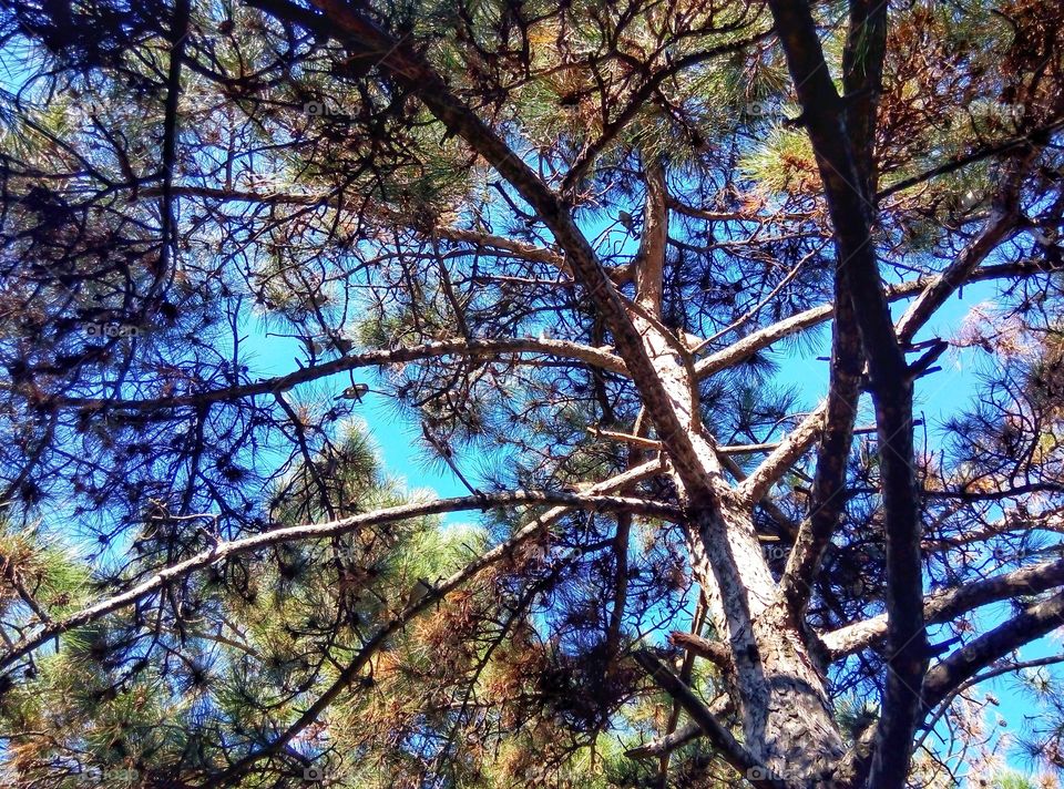 pine trees sky сосны небо