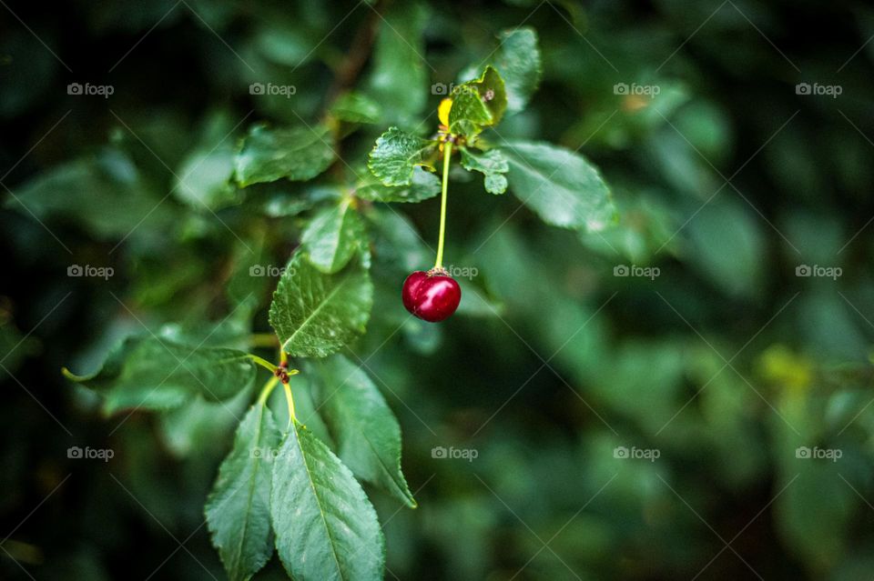 Cherry