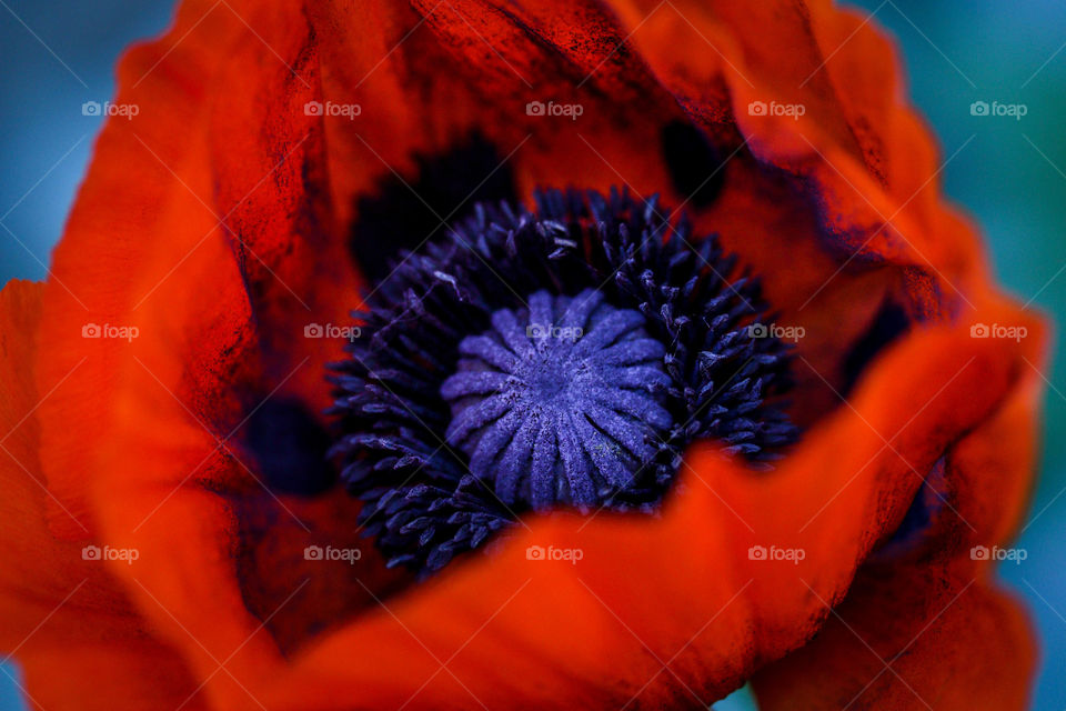 Heart of a poppy flower