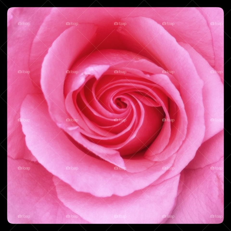Pink rose flower