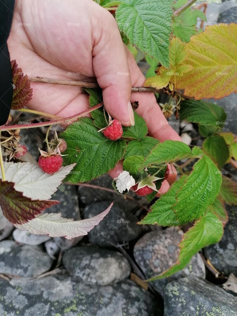 In summer, you may find delicious and sweet wild raspberries in the Finnish nature