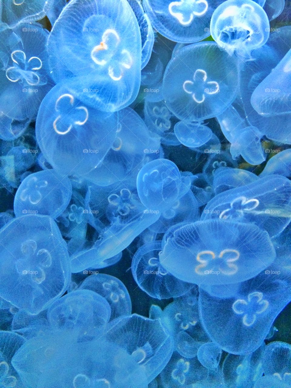 Jellies