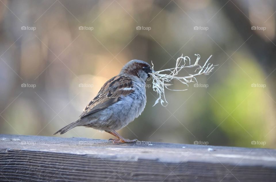 Nesting sparrow. Sparrow with nesting supplies