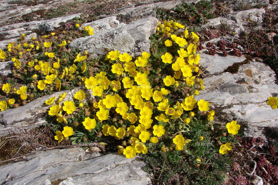 yellow flowers on the rock
