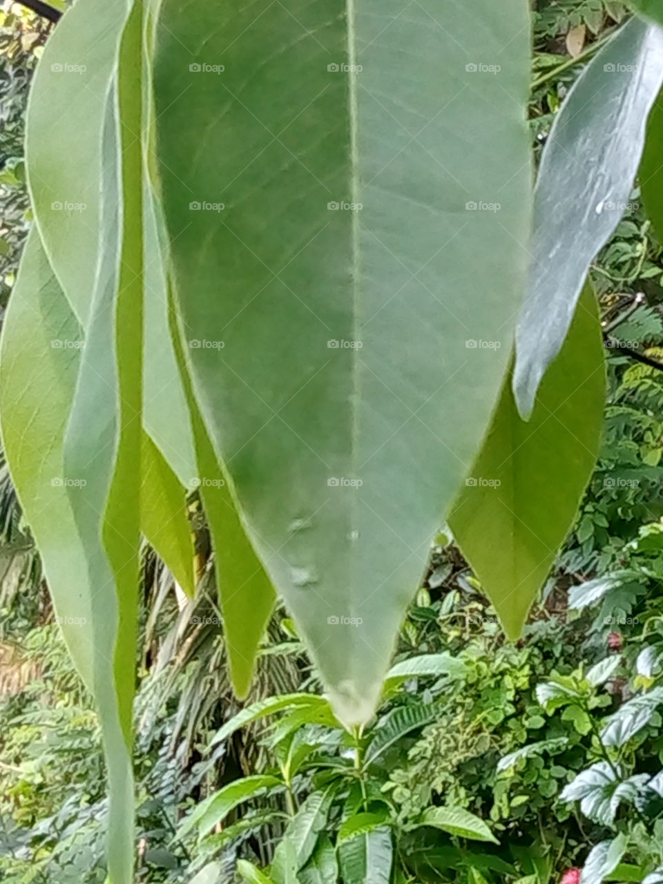 leaf