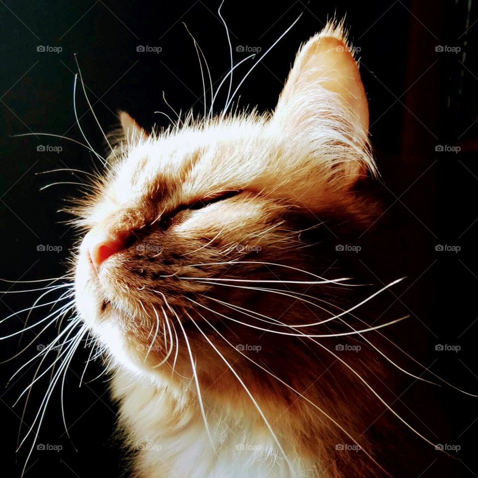 ginger cat, sleeping cat, midsection, ginger, animal, pets, friend, family member