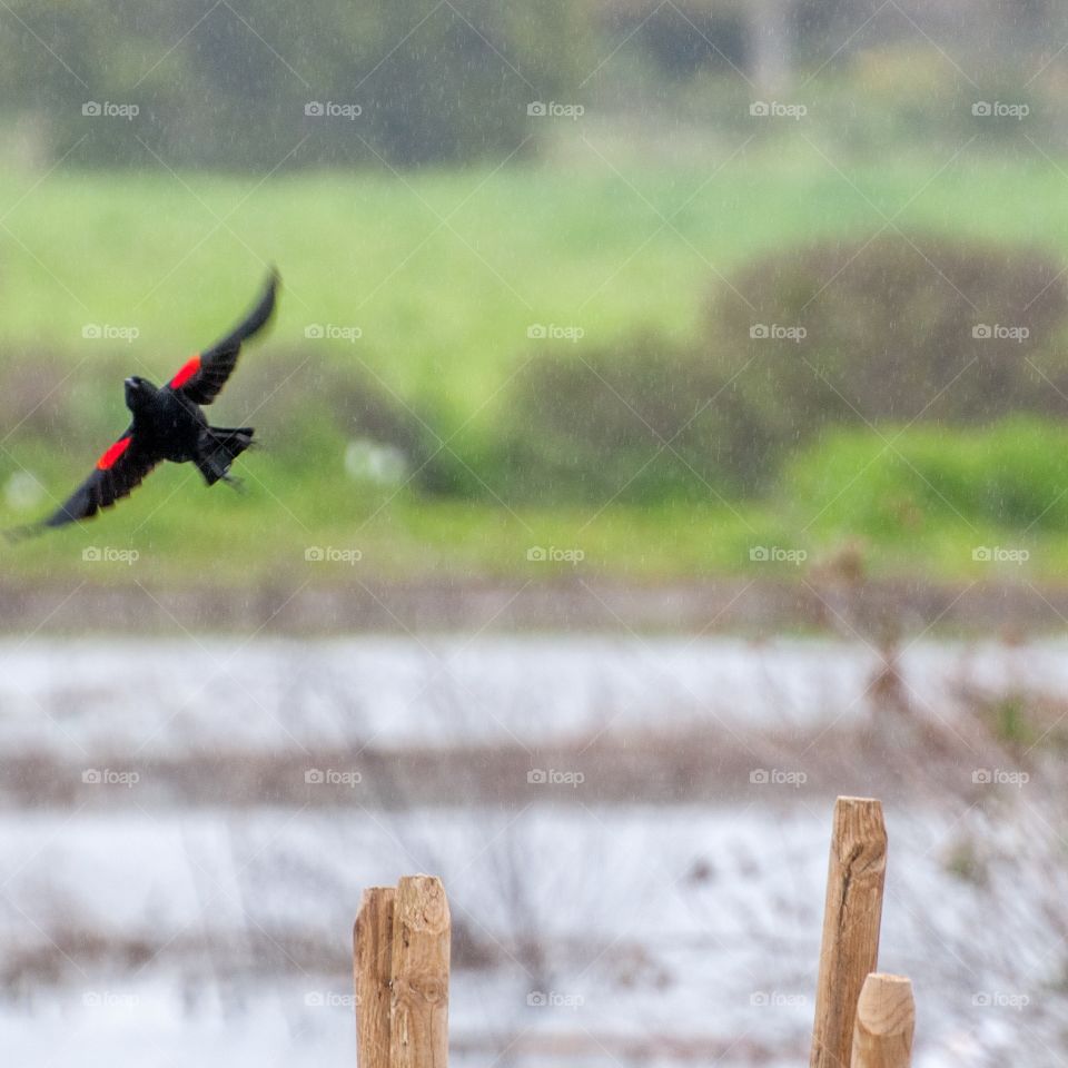 Flying blackbird 