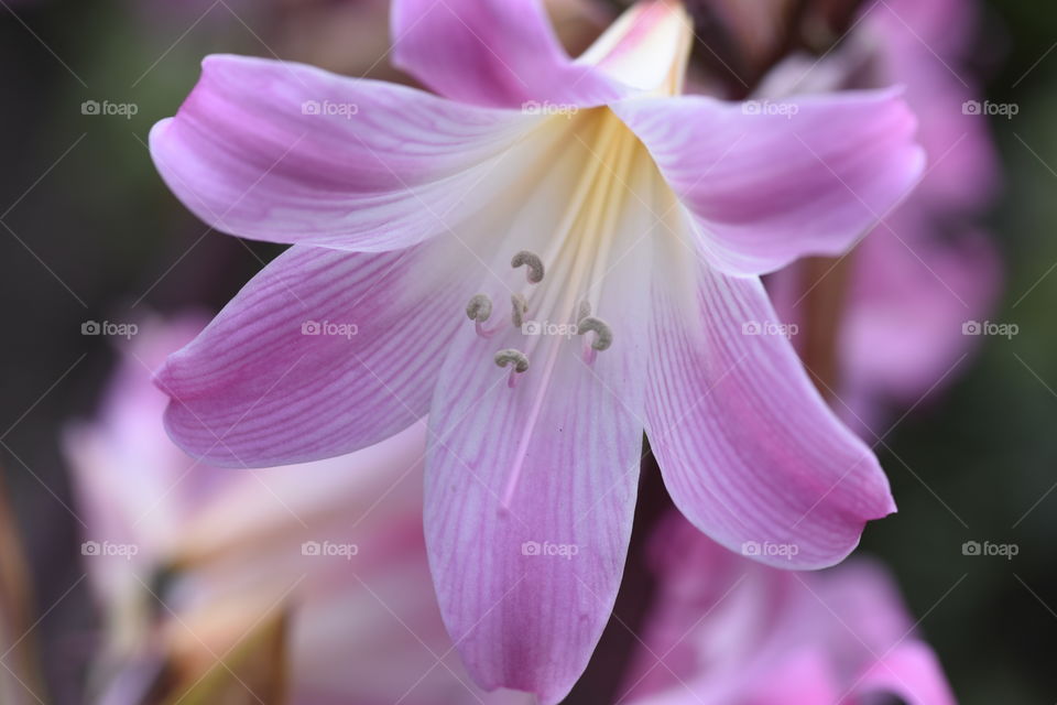 Fragrant pink lily