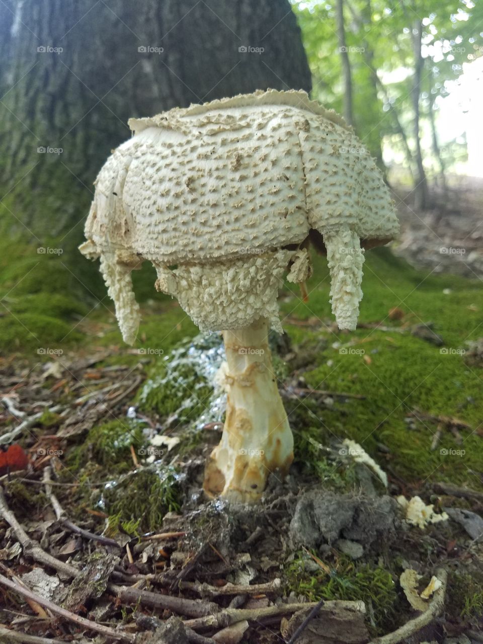 mushroom in Virginia looks like an alien