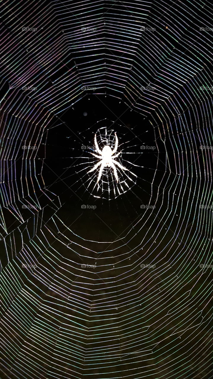 Spider and it's web at night