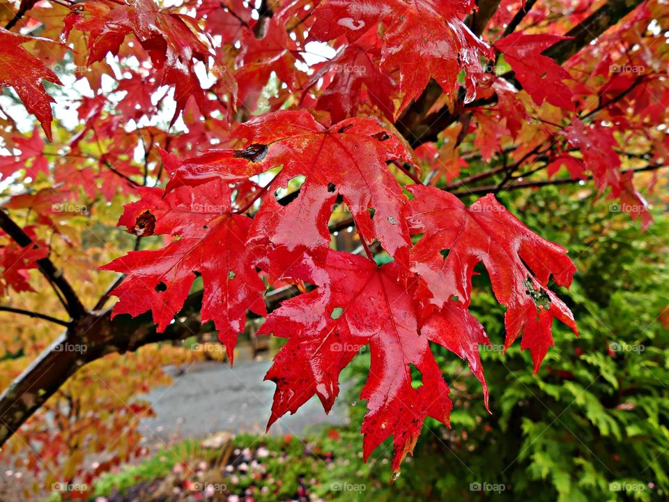 After a rain - The spectacular red Japanese maple leaf is a symbol of strength and endurance and is a real brilliant red color during autumn 