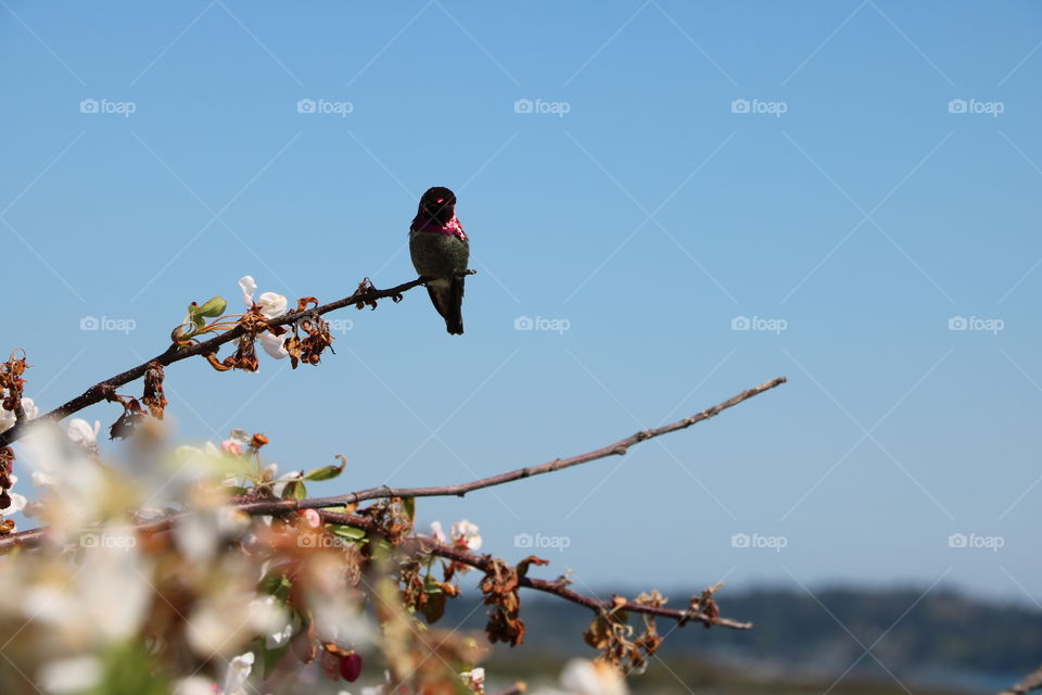 Hummingbird 