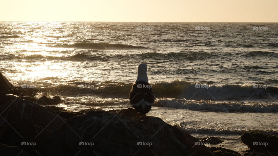 Seabird silhouette at sunset on beach