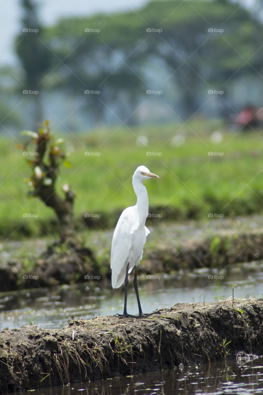 panorama rice field and bird
