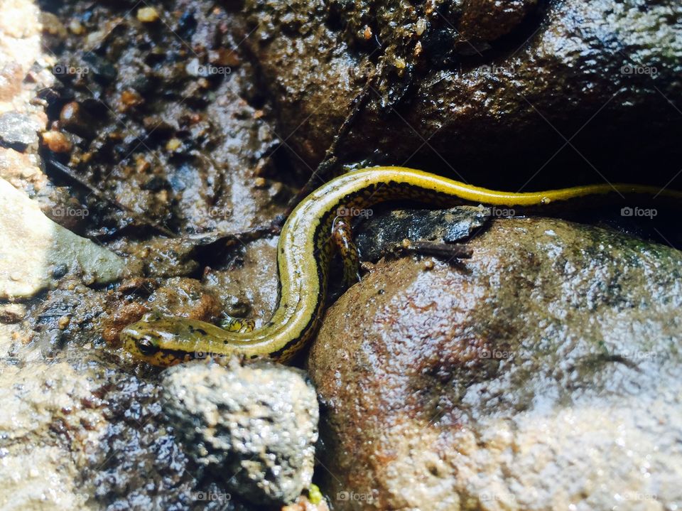 Two-lined Salamander hiding among rocky streambed 
