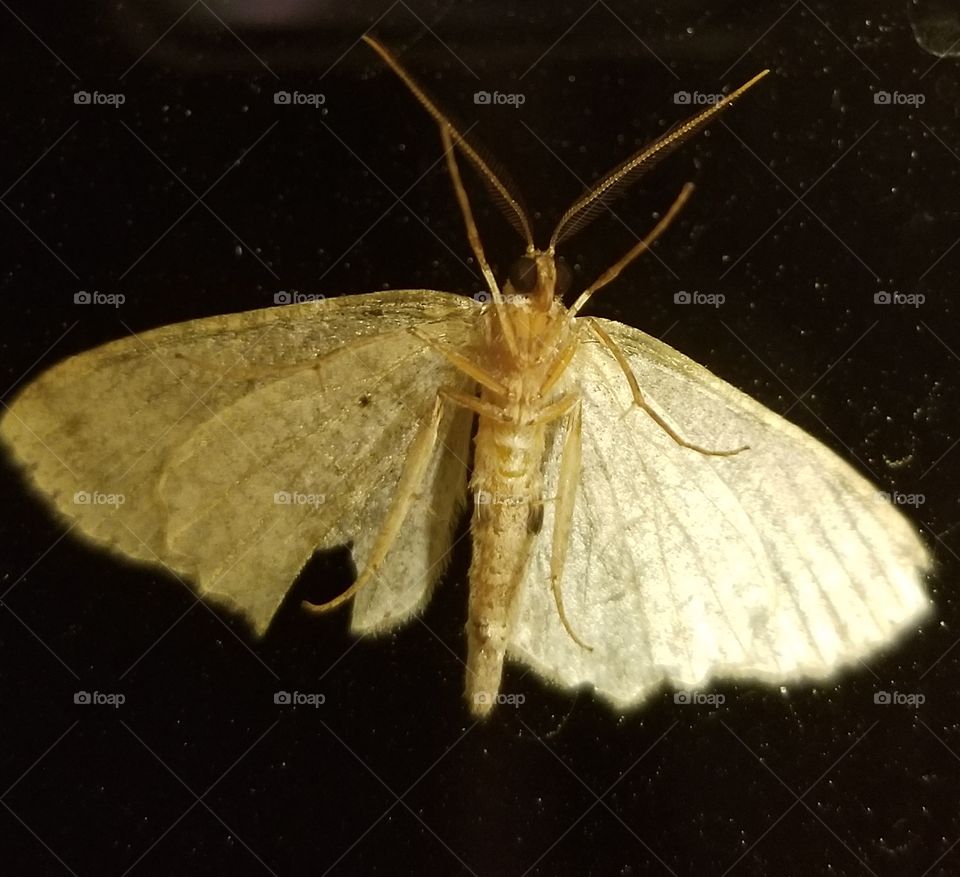 Moth thru a window
