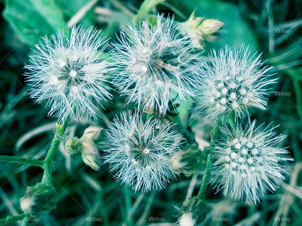 Nice flowering plant .