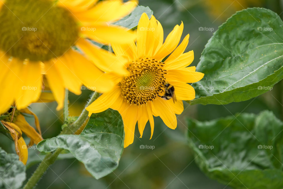 sunflowers bees and bumblebees