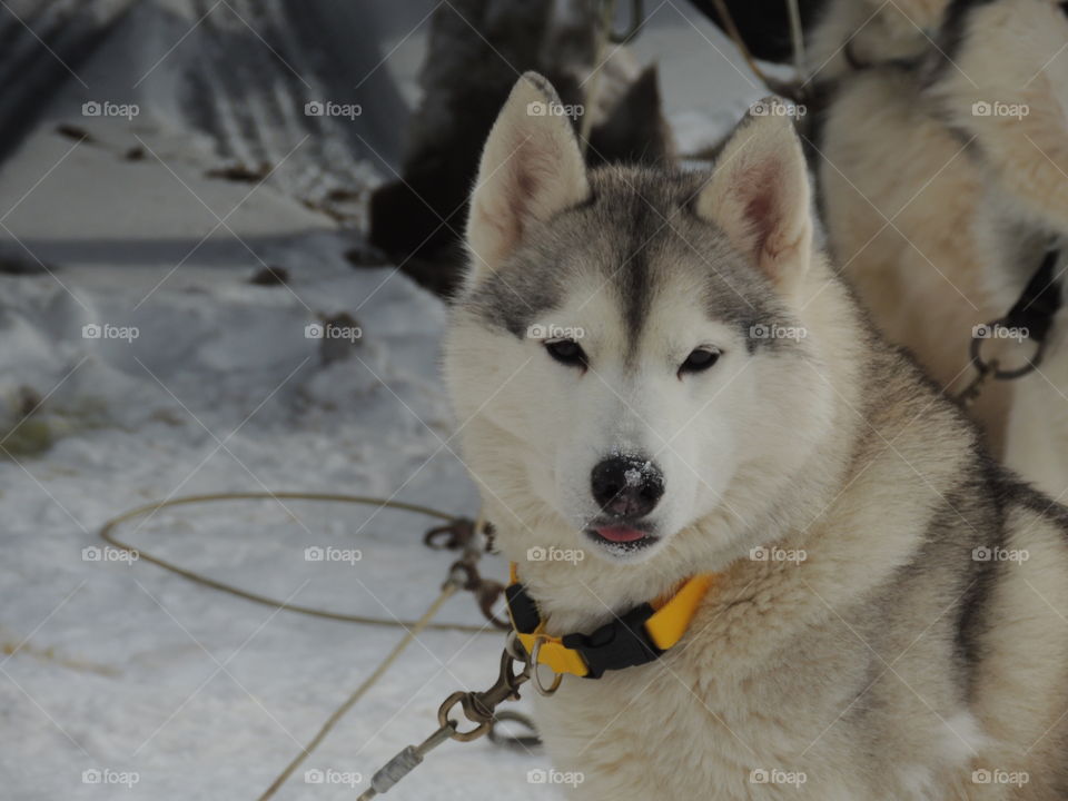 Alaskan malamute sled-dog tied up in preparation to race in The Iron Line sled dog race.