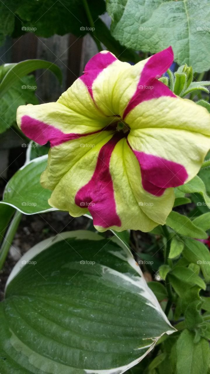 my yellow & pink petunias2012