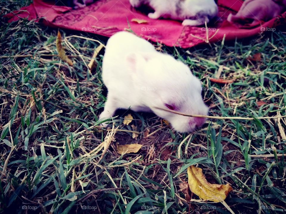 New born rabbit