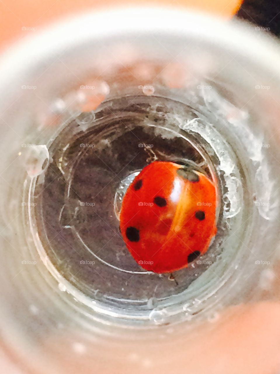 Lady bug in a container 