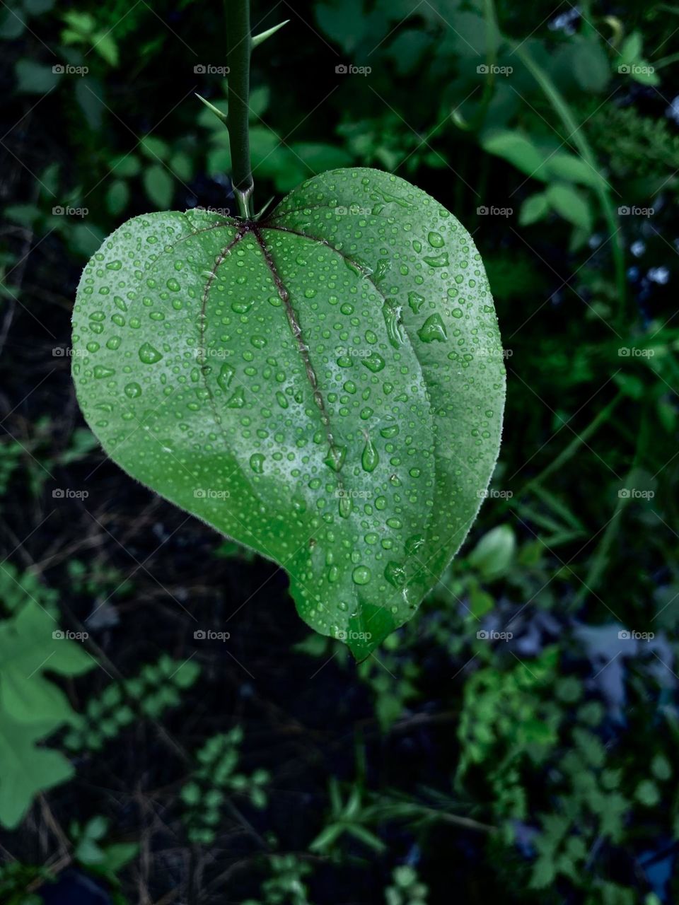 Watery leaf 