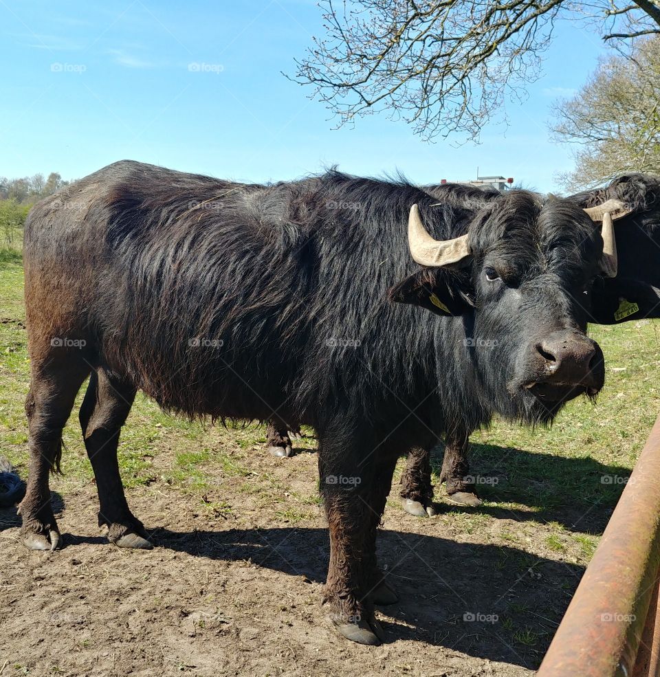 tier cow kuh rind weide