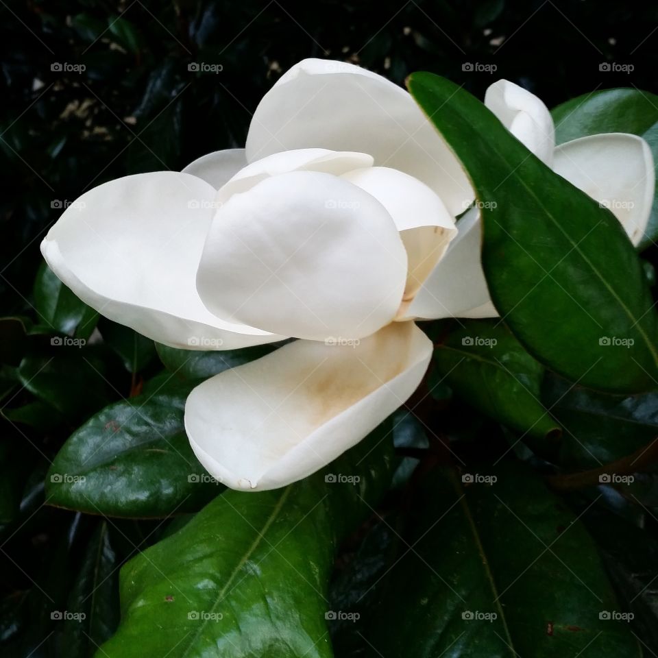 Magnificent Magnolia. Huge, Oversized and Magnificent Magnolia