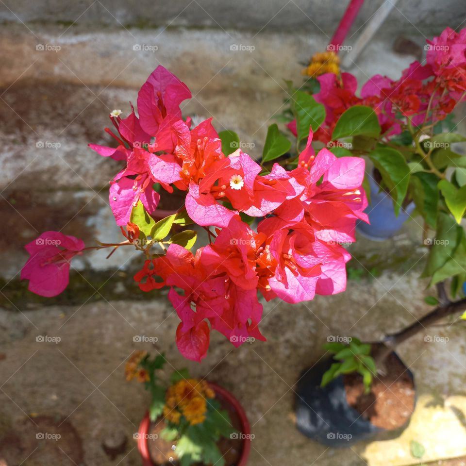 Bougainvillea Glabra is a plant that has an irregular stem shape and does not grow straight up.