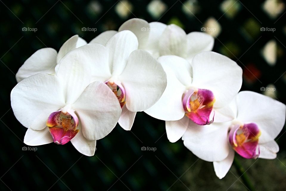 White and Pink Orchid Close Up