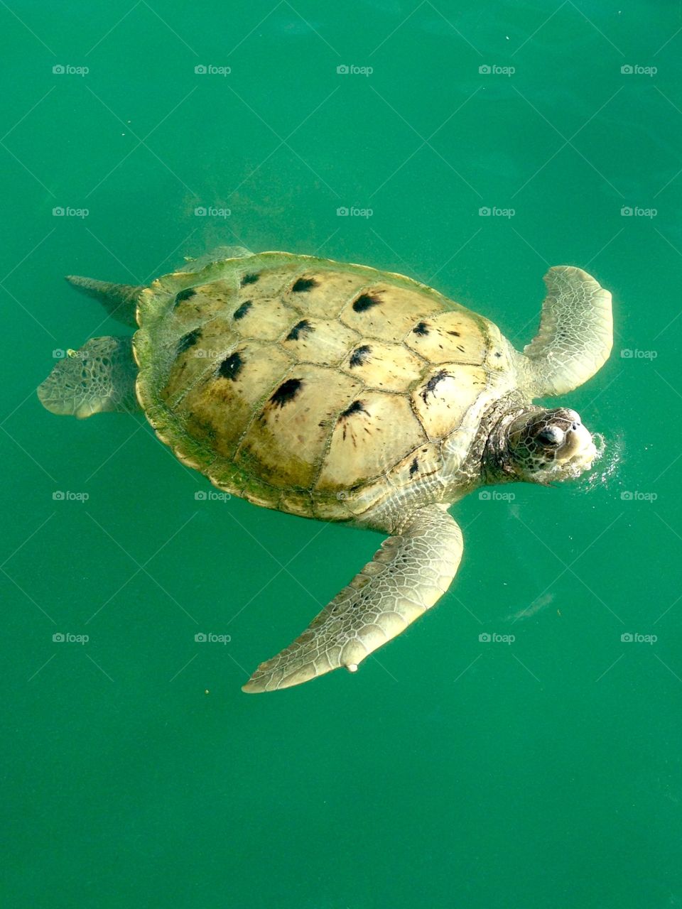 Turtle, Reptile, No Person, Underwater, Wildlife