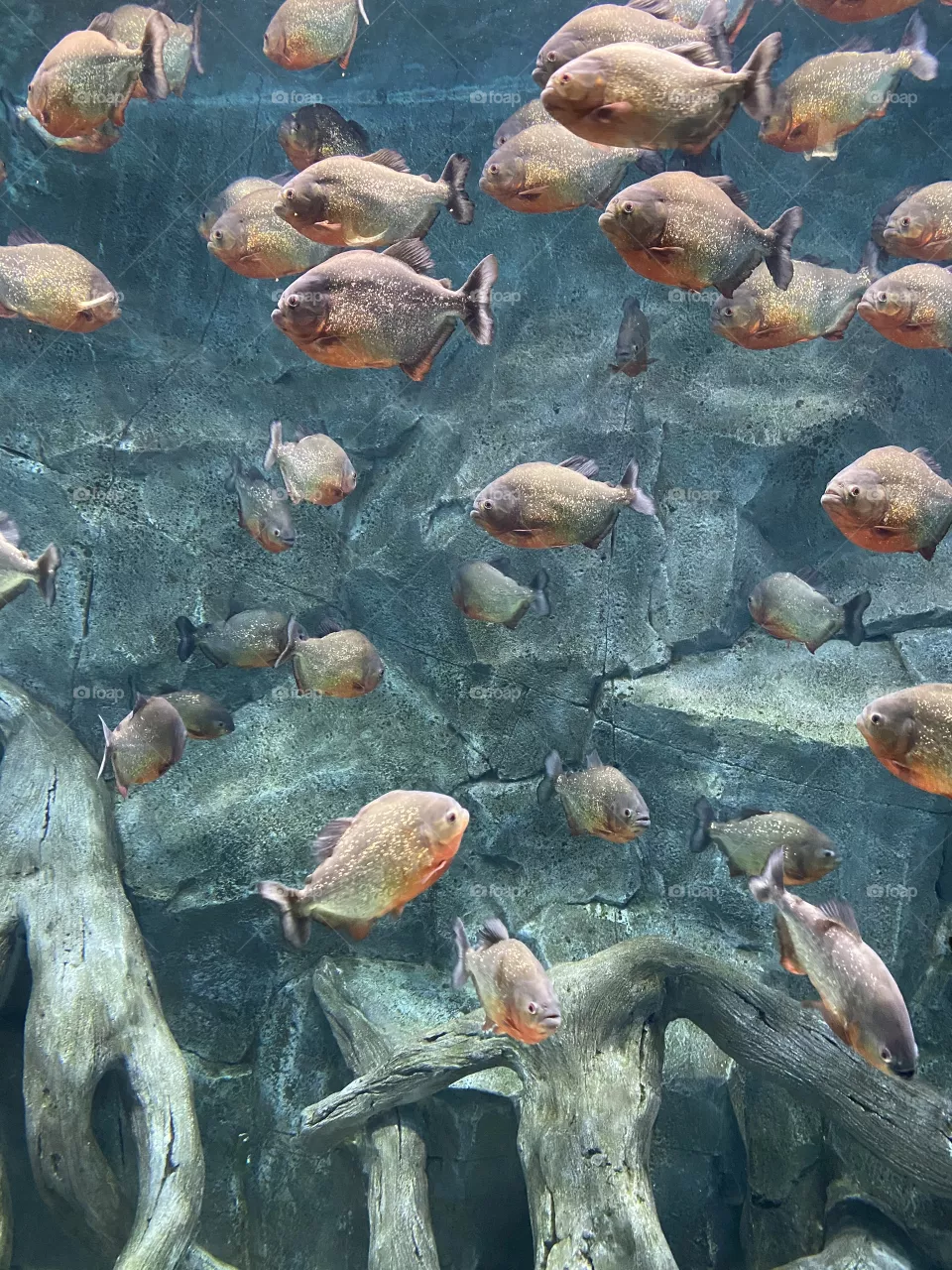 Fish