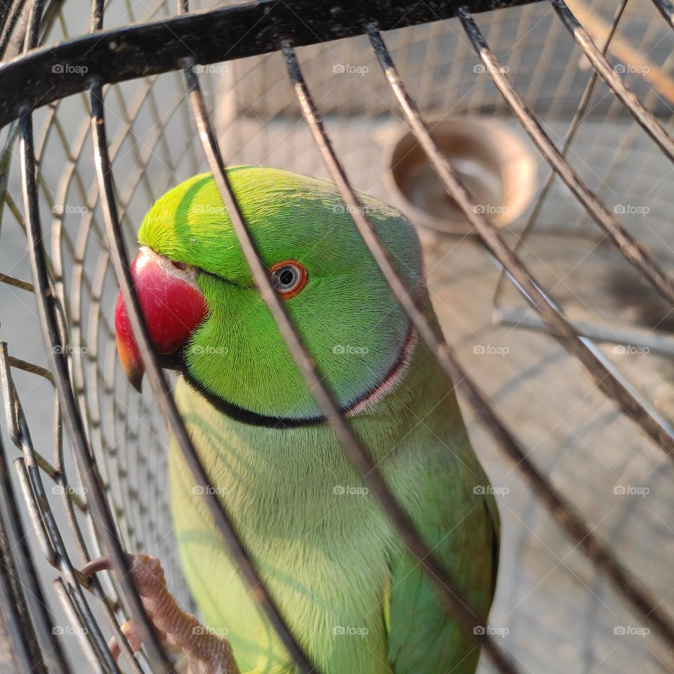 My Cute Pet 🦜