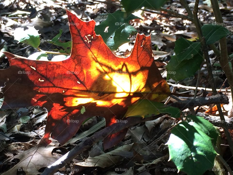 Sunlight through Fall Leaf