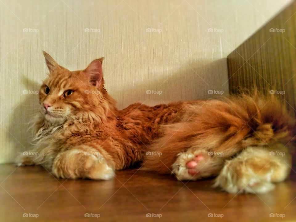 Maine Coon