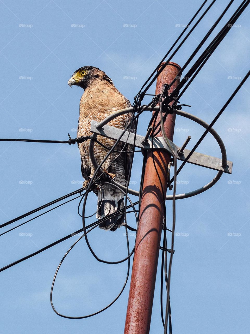  An eagle perched on the telephone lines in the city