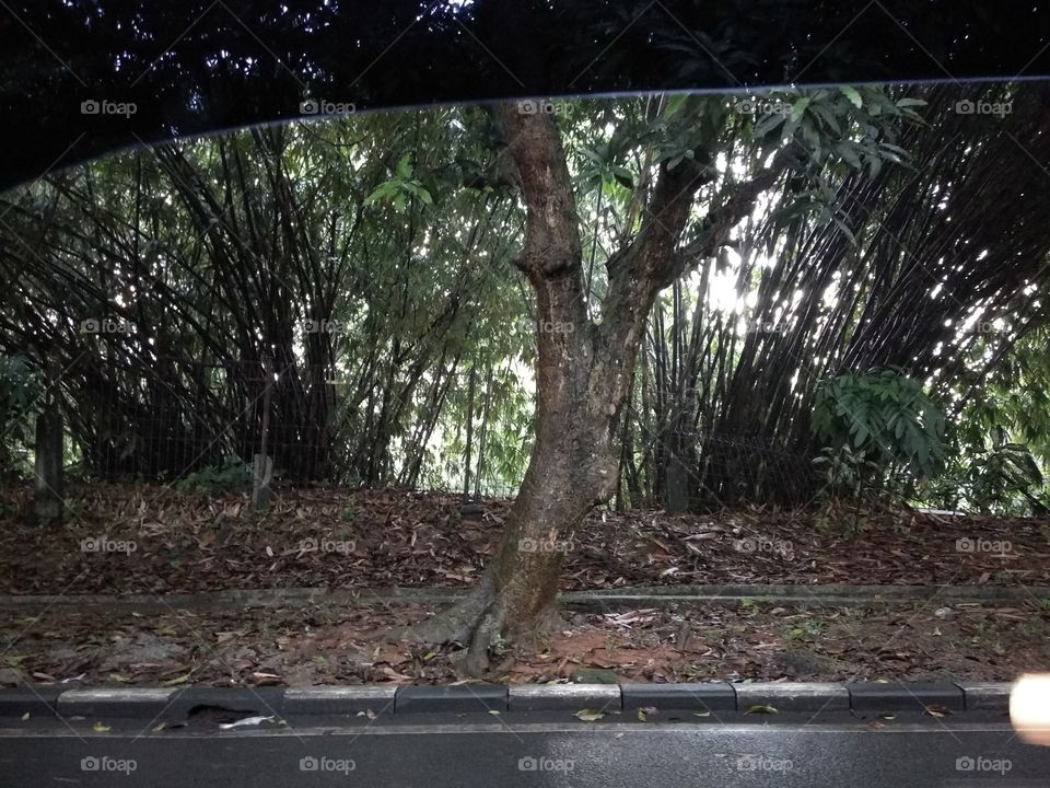 A Tree Screen