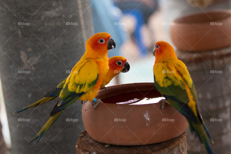 Bird, No Person, Parrot, Wildlife, Nature