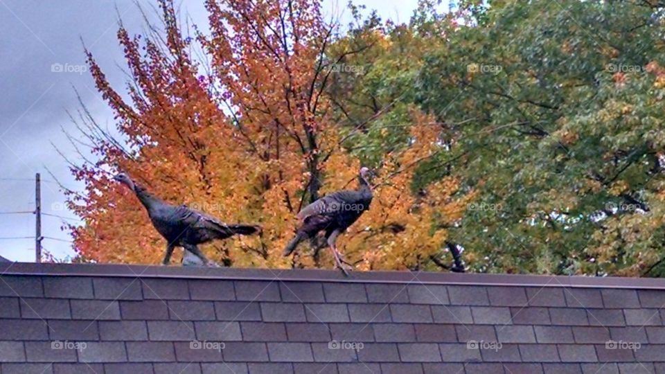 turkey roof2
