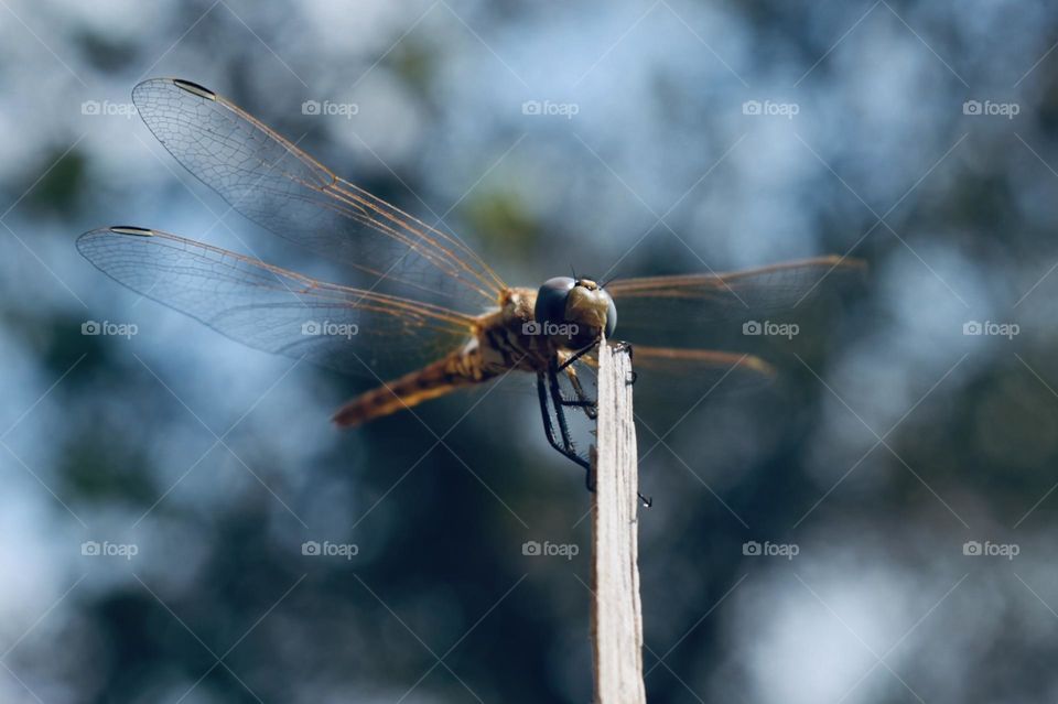 Dragonfly seen from ground to up 