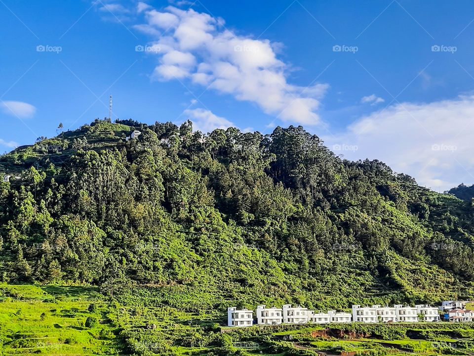 Lush Green Forest and Mountains