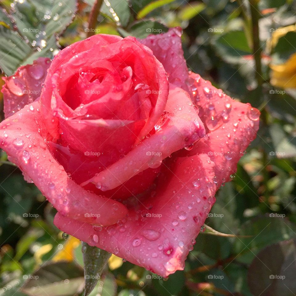The beautiful rose blooming with water