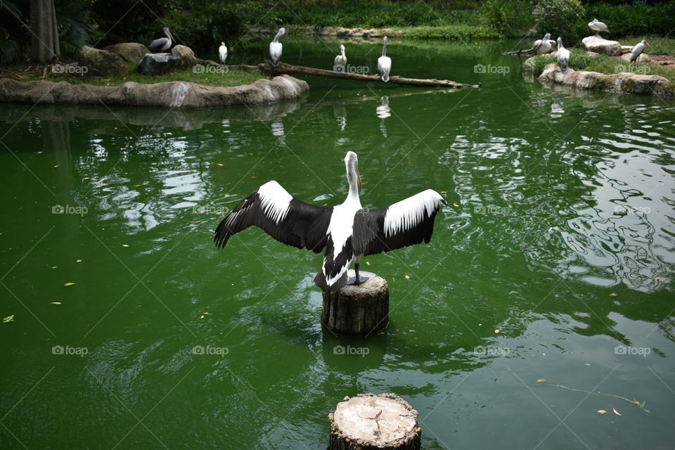 Beautiful bird showing her wings