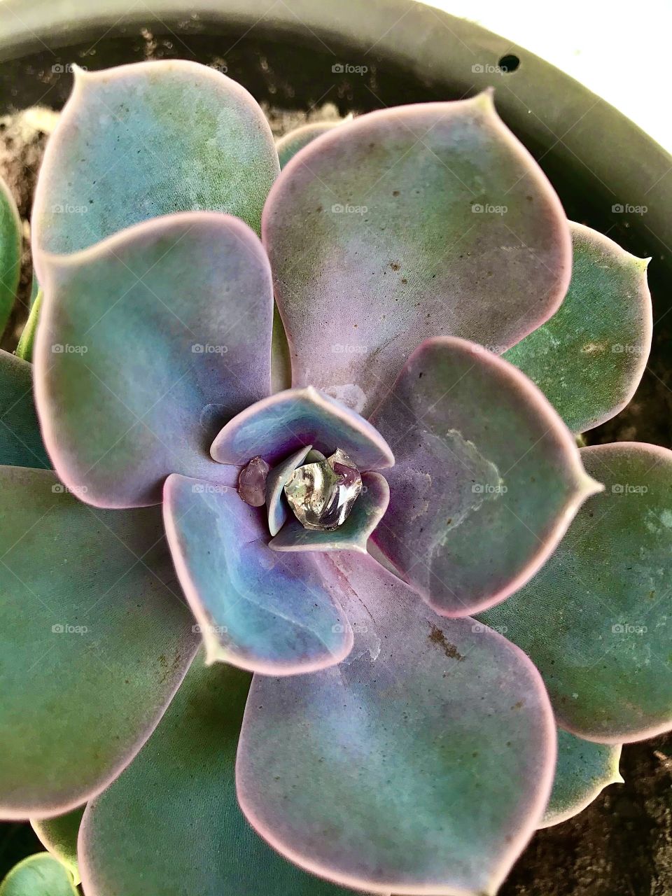 Succulent
