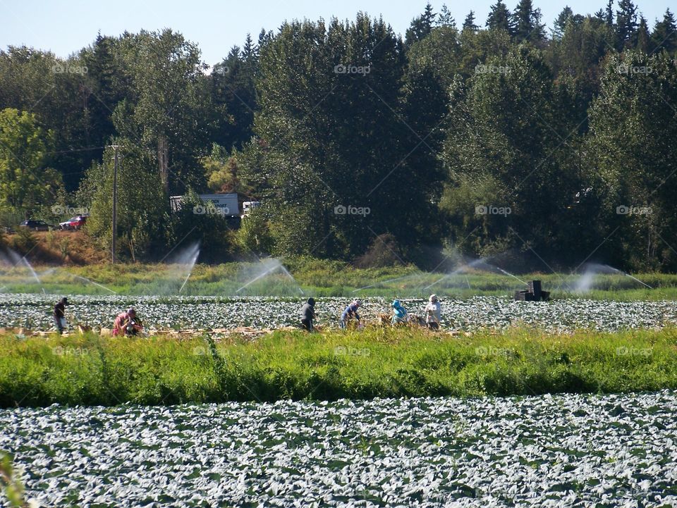 cabbage harvest