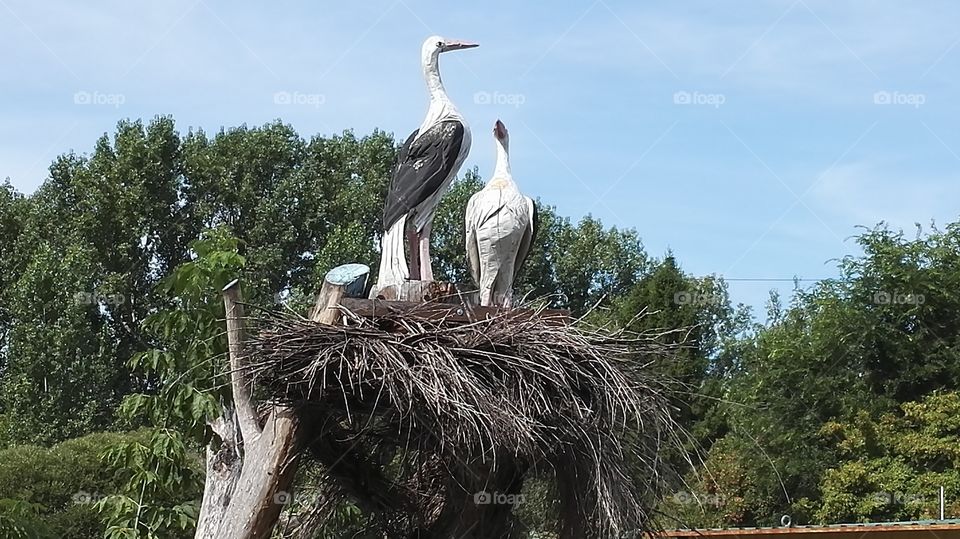 Nest of wooden storks.