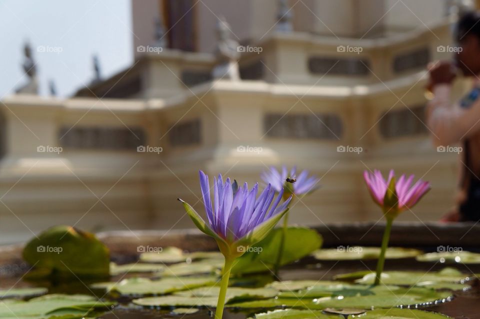 Close-up of flowers in pond